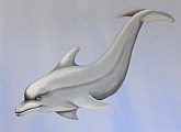 Dolphin - sea mural